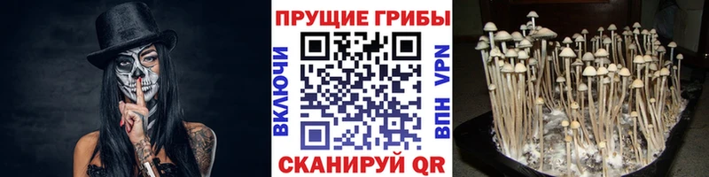 Галлюциногенные грибы Magic Shrooms  продажа наркотиков  Алушта 